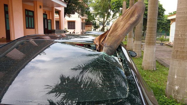 Đỗ xe dưới gốc cây dừa, ô tô gặp phải tai họa ít ai ngờ đến! - Ảnh 1.