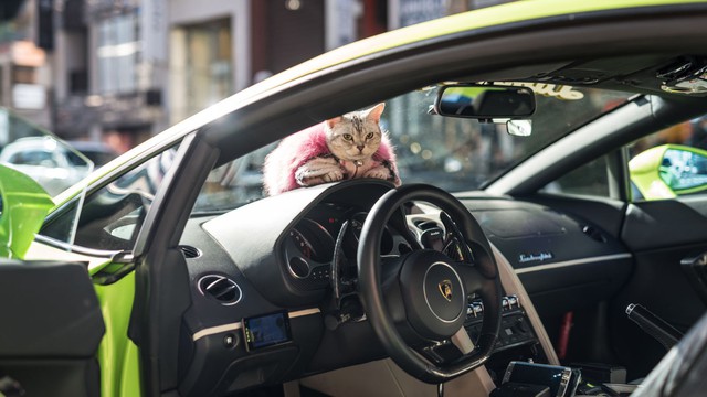 Torako - cô mèo có cuộc sống vương giả trên Lamborghini Gallardo - Ảnh 1.