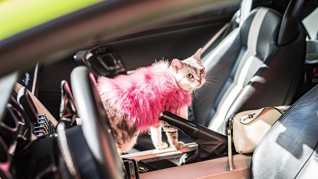 Torako - cô mèo có cuộc sống vương giả trên Lamborghini Gallardo - Ảnh 9.