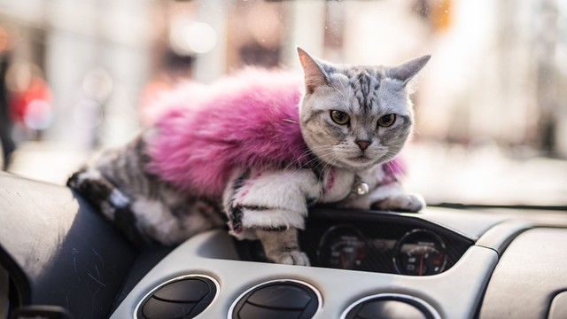 Torako - cô mèo có cuộc sống vương giả trên Lamborghini Gallardo - Ảnh 10.
