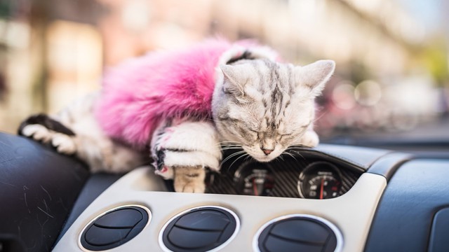 Torako - cô mèo có cuộc sống vương giả trên Lamborghini Gallardo - Ảnh 11.