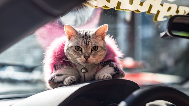 Torako - cô mèo có cuộc sống vương giả trên Lamborghini Gallardo - Ảnh 2.