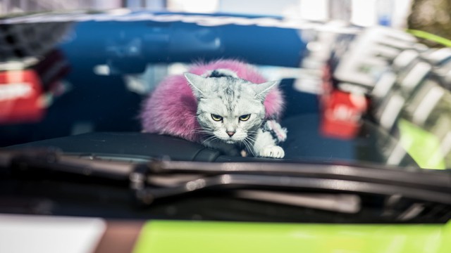 Torako - cô mèo có cuộc sống vương giả trên Lamborghini Gallardo - Ảnh 3.