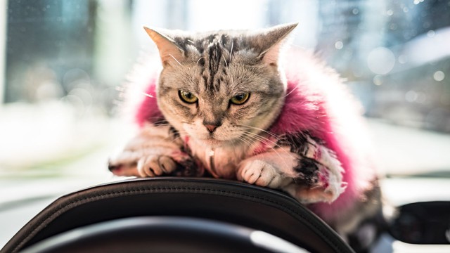 Torako - cô mèo có cuộc sống vương giả trên Lamborghini Gallardo - Ảnh 6.