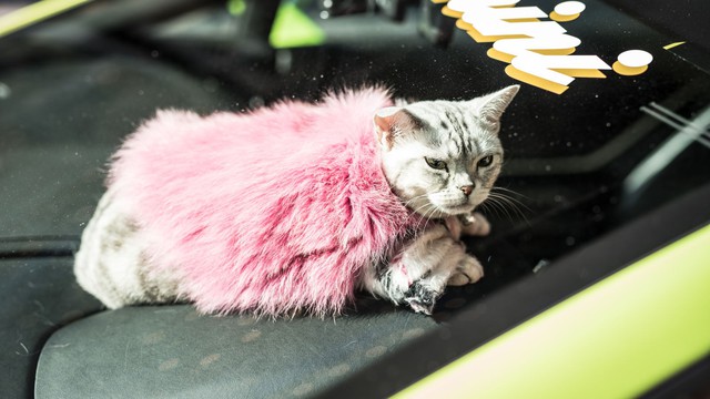Torako - cô mèo có cuộc sống vương giả trên Lamborghini Gallardo - Ảnh 8.