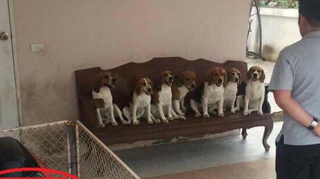 Quây xe trong rào sắt, khổ chủ dở khóc dở cười vì vẫn bị đàn chó... phá tan xe