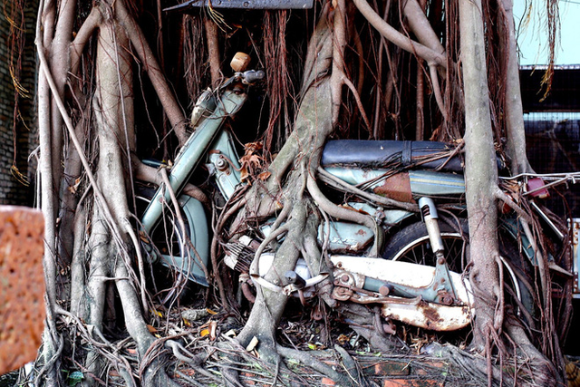 Cây cổ thụ ôm chặt cứng chiếc xe máy suốt 25 năm ở Bình Dương - Ảnh 1.