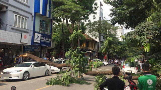 Hà Nội: Cây to bật gốc đè bẹp dúm xe sang Lexus đỗ ven đường