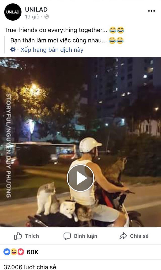 Thanh niên Hà Nội đèo cả gia đình mèo đi chơi phố bằng xe máy bất ngờ nổi tiếng trên MXH nước ngoài - Ảnh 1.
