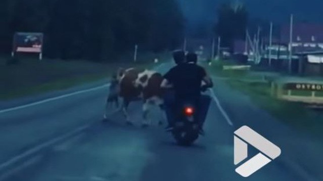 Say bí tỉ, 2 thanh niên lao xe vào bò thả rông mà không hay biết