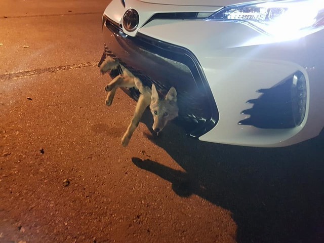 Chó sói mắc kẹt trong lưới tản nhiệt Toyota Corolla, chớp mắt với nữ tài xế khi được cứu sống - Ảnh 1.