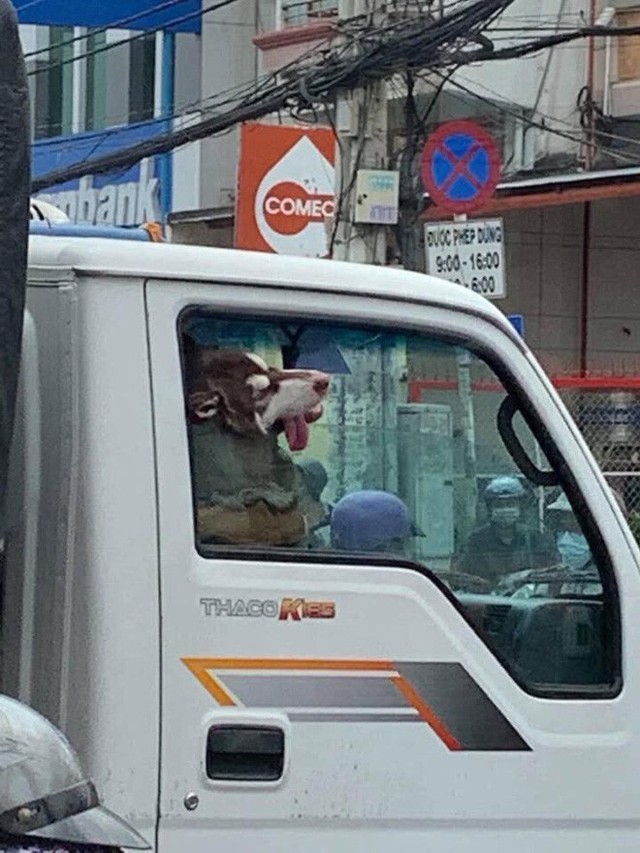 Hình ảnh chú chó say xe, thò đầu qua cửa sổ khiến người đi đường phải ngoái lại nhìn - Ảnh 2.