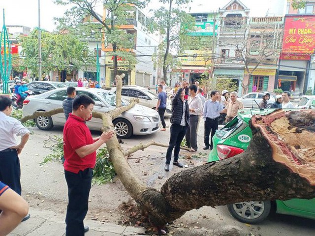 Cành cây gẫy đè trúng 2 ô tô trên đường, khoảnh khắc tài xế thoát nạn khiến bao người thở phào - Ảnh 3.