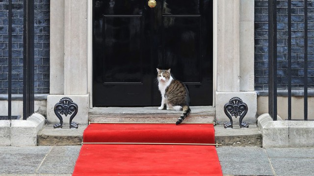 Quái thú The Beast của Donald Trump cũng phải chào thua chú mèo này của người Anh Quốc - Ảnh 2.