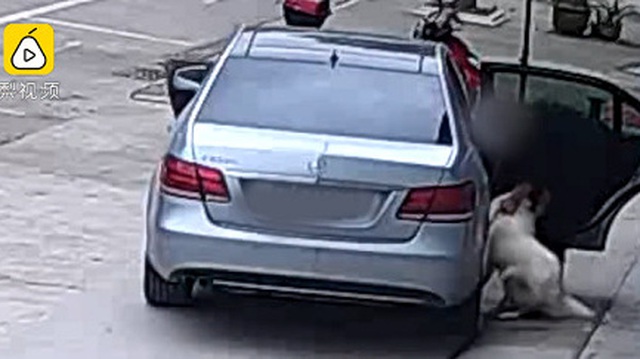 Doanh nhân lái xe sang Mercedes-Benz E-Class đi trộm chó