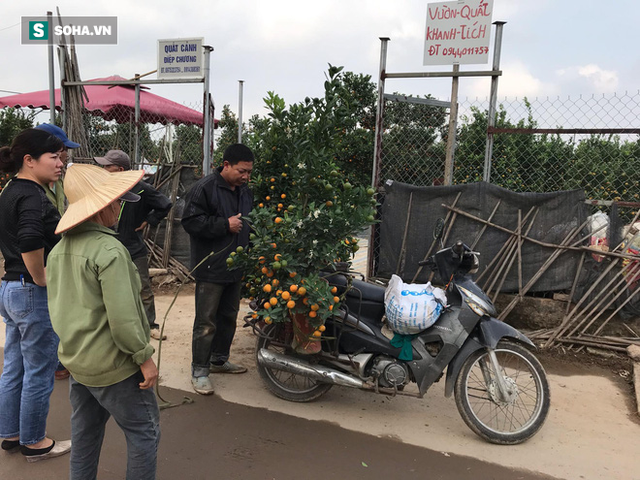 Tài xế nghỉ làm đi chở thuê cây cảnh ngày cận Tết kiếm tiền triệu mỗi ngày - Ảnh 2.