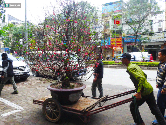 Tài xế nghỉ làm đi chở thuê cây cảnh ngày cận Tết kiếm tiền triệu mỗi ngày - Ảnh 6.