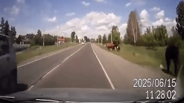 Chạy trốn khỏi bạn tình sung sức, bò cái đâm vỡ kính xe hơi khi vội thoát thân