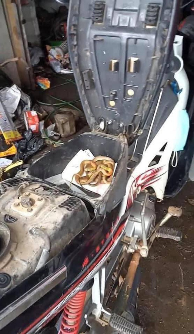 Rùng mình thấy nguyên đàn rắn cuộn tròn trong cốp khi đi sửa xe máy sau đợt mưa lũ ở Quảng Trị - Ảnh 4.