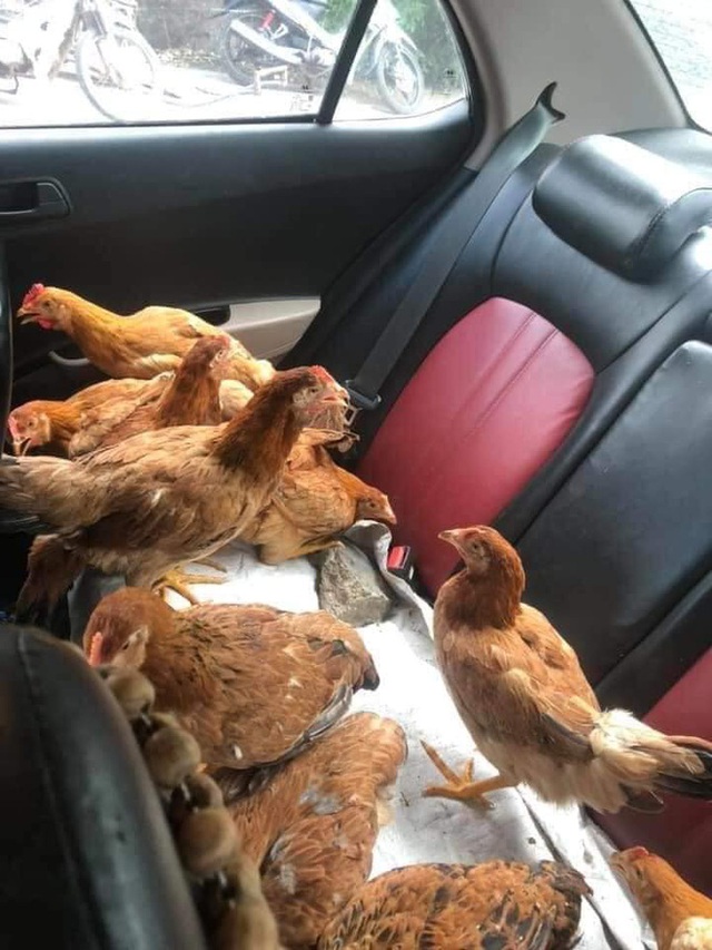  Cả đàn gà được ngồi trong ô tô điều hòa mát lạnh, sự chịu chơi của chủ xe khiến dân mạng kinh ngạc - Ảnh 1.