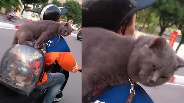Shipper chở mèo trên phố, biểu cảm của con vật ngồi trên ba lô khiến người đi đường bật cười