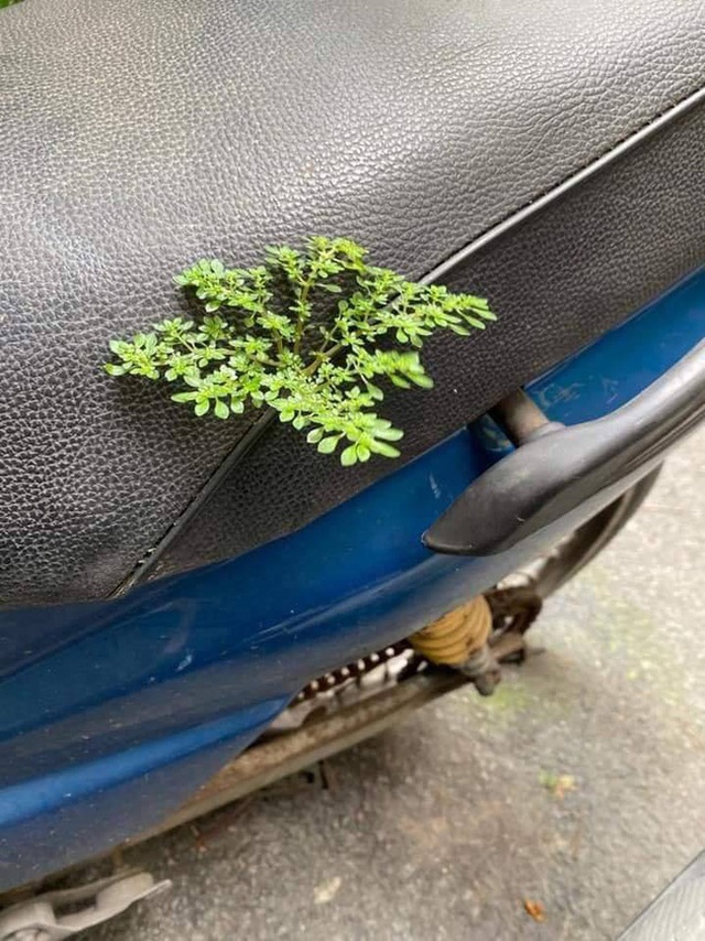 Yên xe hoá thảm thực vật, mọc bonsai, lốp kết thân với cỏ dại: Điều gì cũng có thể xảy ra với chiếc xe của bạn sau 2 tháng giãn cách - Ảnh 3.