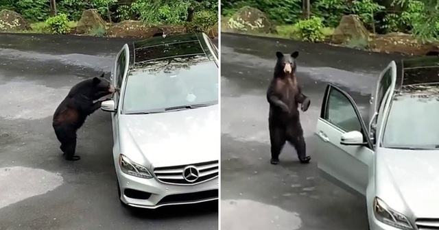 Chuyện xe cộ: Gấu tự mở cửa, ngồi lù lù trong xe khiến chủ nhân chạy mất dép! - Ảnh 2.