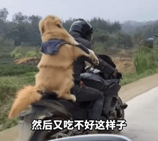 Được chủ đèo 300 cây số về quê đón Tết, biểu cảm của chó Golden khiến mọi người bất ngờ - Ảnh 1.