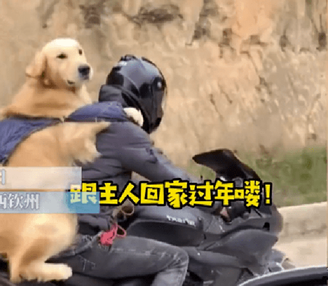 Được chủ đèo 300 cây số về quê đón Tết, biểu cảm của chó Golden khiến mọi người bất ngờ - Ảnh 2.