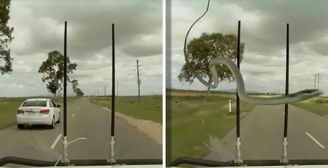 Snakes swinging on car wipers startling the driver - Photo 1.