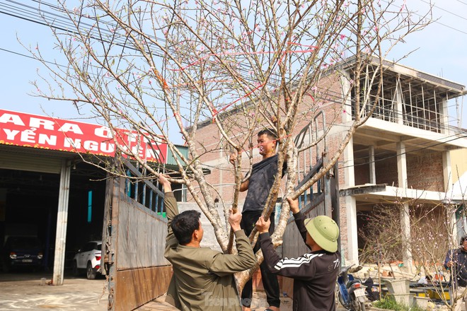 Thu nhập của 'người chở mùa xuân' giảm mạnh vụ Tết- Ảnh 9. Thu nhập của 'người chở mùa xuân' giảm mạnh vụ Tết- Ảnh 9.