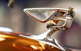 Vì sao các hãng xe đua nhau nuôi ong, chỗ ở sang trọng, 'xem' đua xe miễn phí?