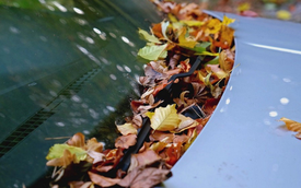 Những tác hại không ngờ của lá cây rụng đối với ô tô