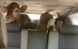 Video này cho thấy Toyota Innova thực dụng cỡ nào: Khoang hành lý chở được 4 con bò