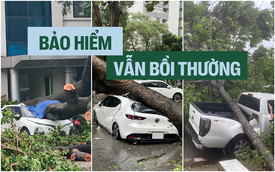 Chuyên gia bảo hiểm: 'Ô tô bị cây đổ sau bão được bồi thường tối đa 100% giá trị nhưng chủ xe cần lưu ý điều này'