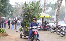 Thu nhập của 'người chở mùa xuân' giảm mạnh vụ Tết
