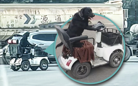 Trung Quốc: Chú chó “biết lái xe”, trượt ván, đổ rác gây sốt MXH, cảnh sát phải can thiệp vì lý do an toàn