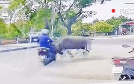 VIDEO: Trâu "điên" truy sát người phụ nữ đi xe máy trên đường