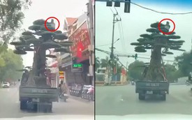 Tài xế xe tải chở cây cảnh cao ngất ngưởng bị phạt 39 triệu đồng
