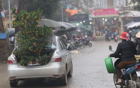 Giữa chợ Tết đông nghịt người, tôi ngượng ngùng để bố vợ nhét cây quất to vào cốp xe mình, kết quả sau đó cay đắng vô cùng