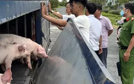 Phát hiện xe tải chở 54 con lợn mắc dịch tả lợn châu Phi