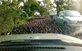 Đàn vịt nghìn con "chặn xe" gây tắc đường