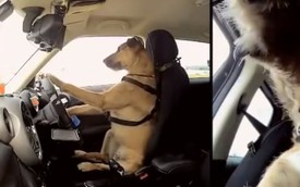 Bất ngờ với chú chó đầu tiên trên thế giới biết lái xe