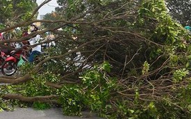 Hà Nội: Cành cây rơi trúng người một biker đi Honda CBR150R
