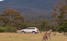 Volvo phát triển hệ thống phát hiện kangaroo