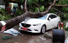 Hà Nội: Hàng loạt cây đổ trong mưa, đè lên người, ô tô và xe máy