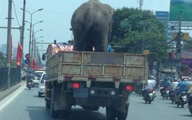 Xe tải chở voi giữa đường Hà Nội gây xôn xao