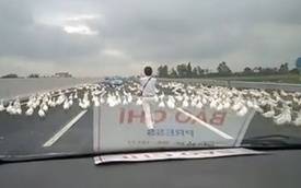 Clip: Hàng trăm con vịt chạy tung tăng trên đường cao tốc Hà Nội - Hải Phòng
