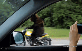 Giật mình với cảnh gấu lái Ducati Scrambler trên đường cao tốc