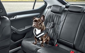Xe hơi Skoda có đai an toàn dành cho… chó
